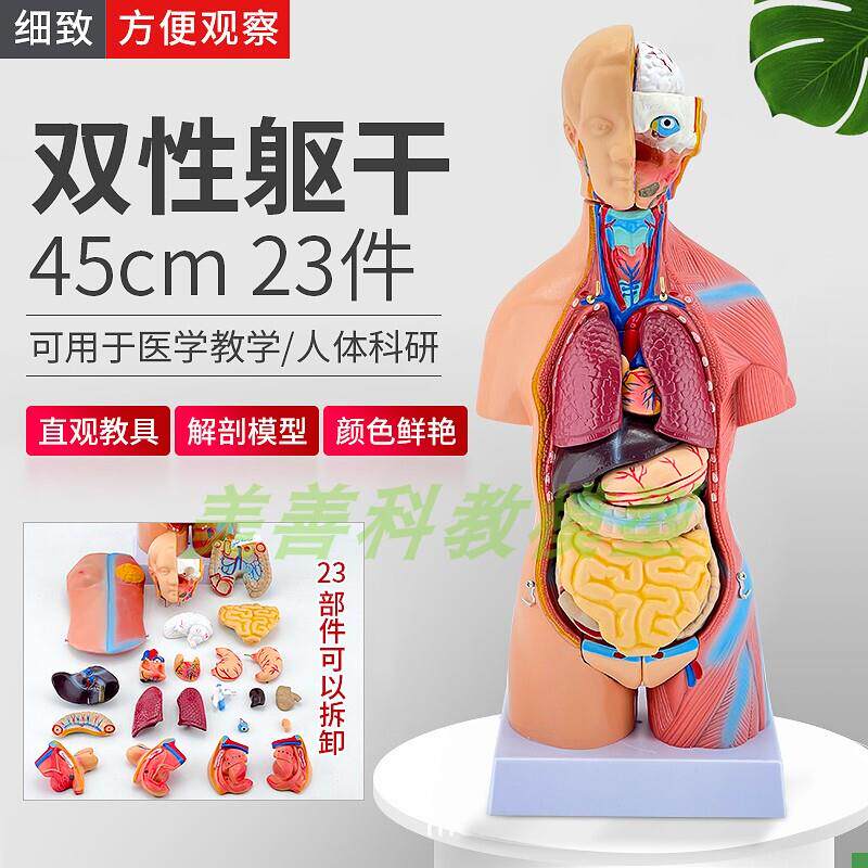 45CM人体模g型解剖心脏骨骼全身结构医学器官两性躯干内脏拼图儿