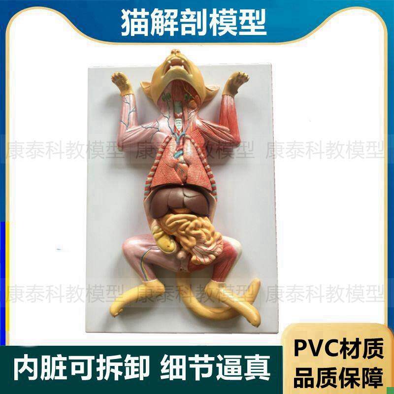 猫解剖模型内脏可拆卸猫科动物解剖标本I肝胃肠心脏宠物医院兽医