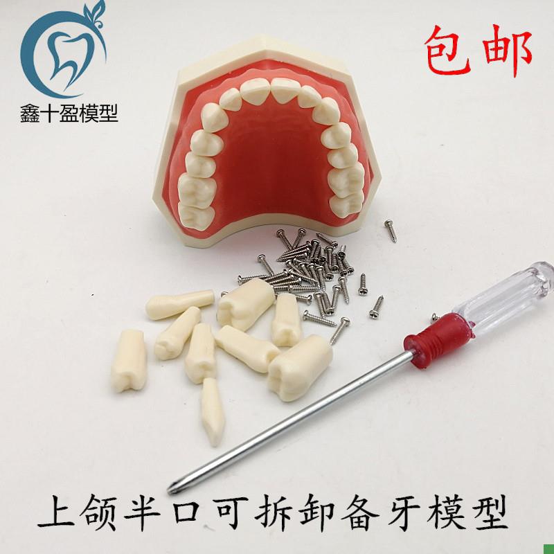 牙科可拆卸牙齿模型上颌半口备牙模型L下颌半口备牙模型包邮