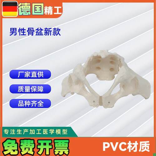 男性骨盆c新款人体骨骼模型骨盆教学模型教具