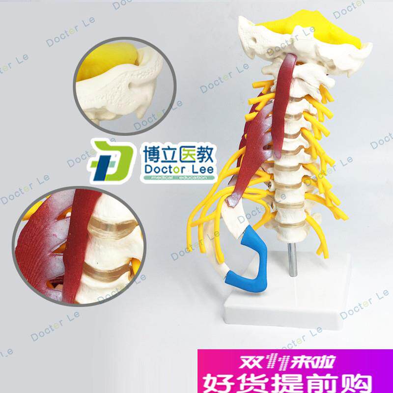 人体颈椎模型颈椎肌肉神经模型人体骨骼标本模型S动脉椎间盘后枕