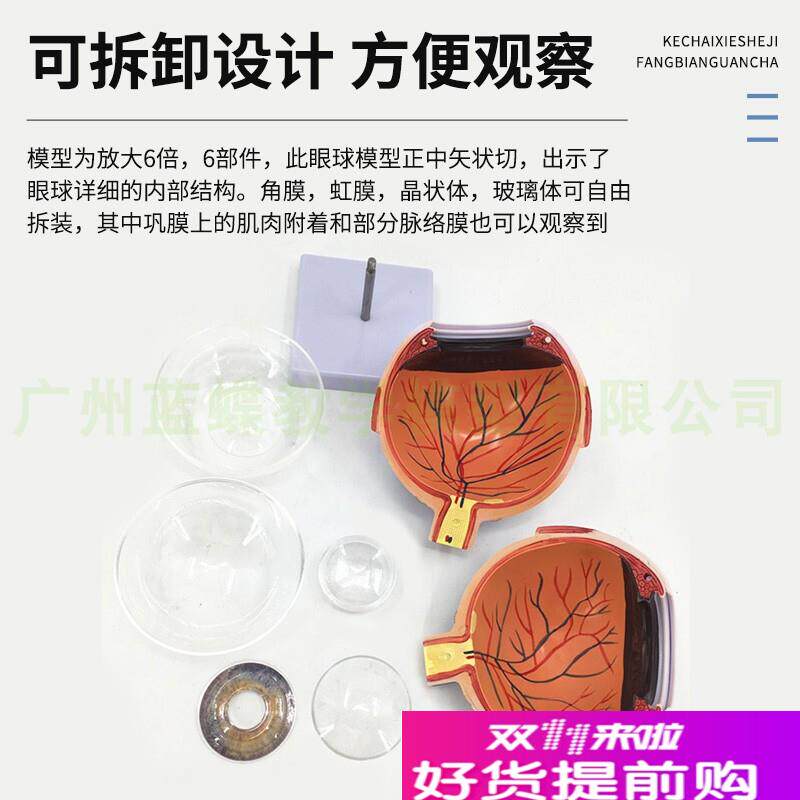 高级6倍放大眼球有标识PVC材质模H型人体生物科学眼球解剖模型
