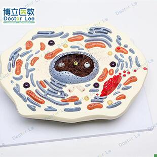 动物细胞模型h显微结构解剖模型细胞膜细胞质细胞核线粒体