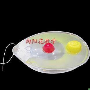 向阳花正品衣藻模s型藻类植物模型厂家直销包邮