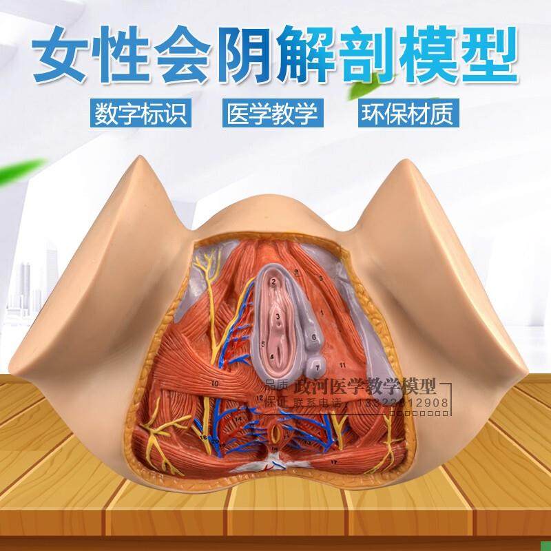 女性会阴b模型会阴解剖模型解剖模型人体骨骼模型女性生殖