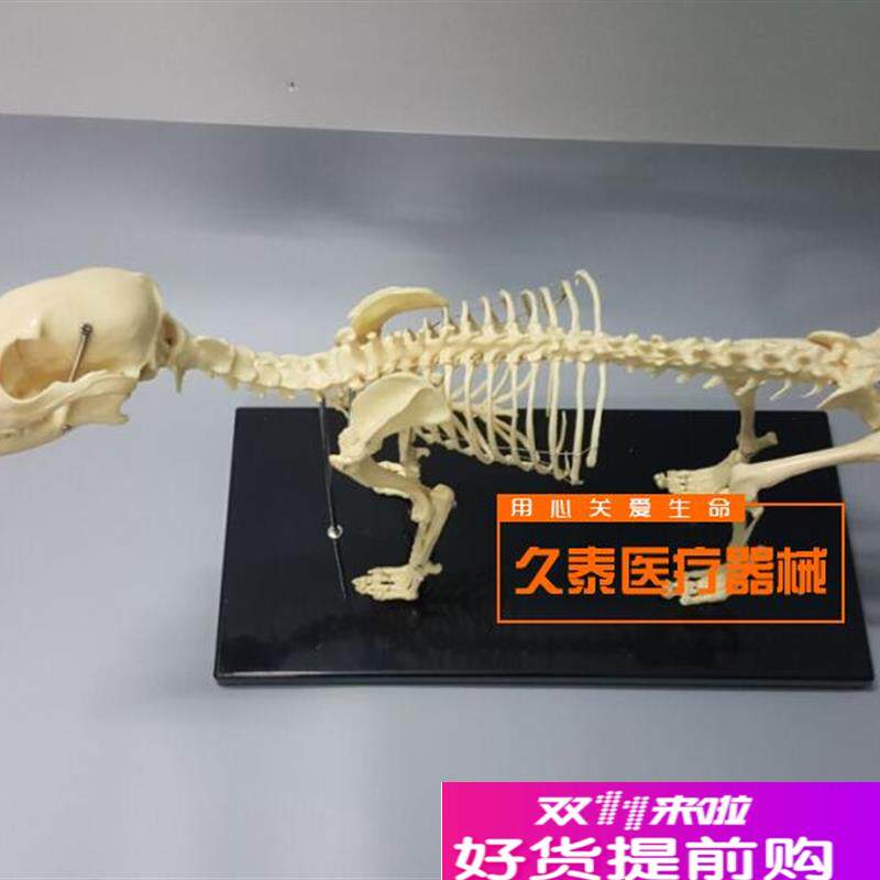 骨科器械狗骨骼标m本模型宠物动物狗猫犬教学骨架骨头骨骼模型