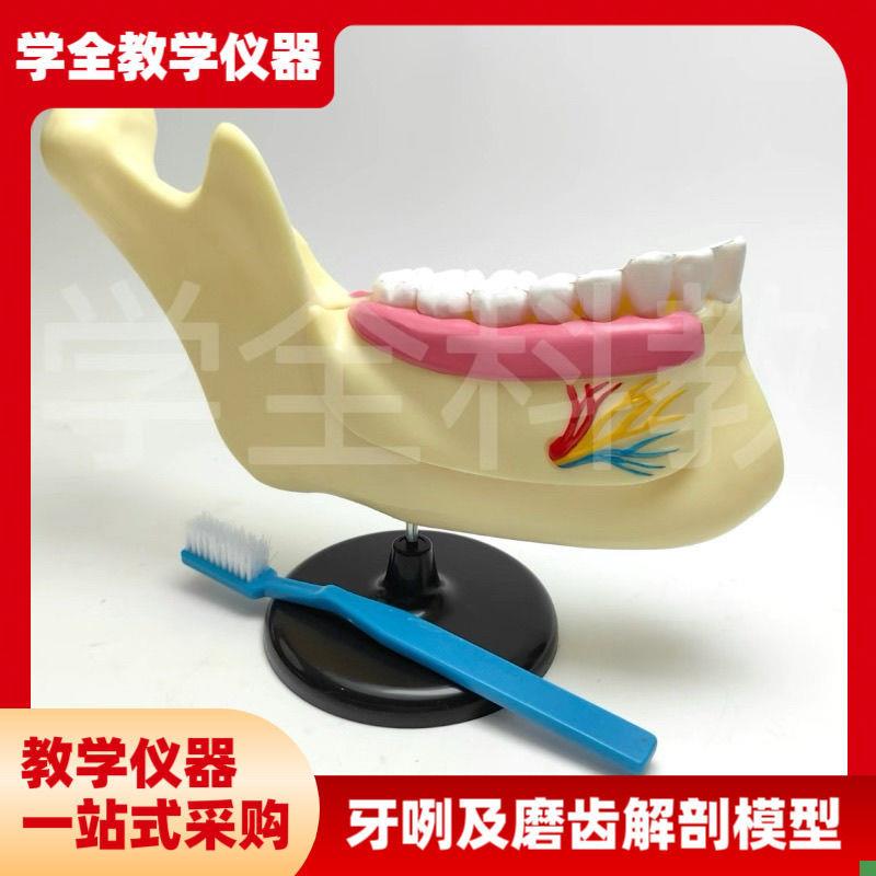 牙咧及磨a齿解剖模型覆盖模型可拆卸展示教学医学模型半侧沟通讲