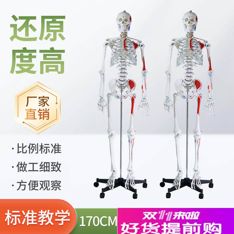 170CM医学全身人体骨骼模型骨盆瑜伽关节可拆卸T解剖肌肉结构骨架