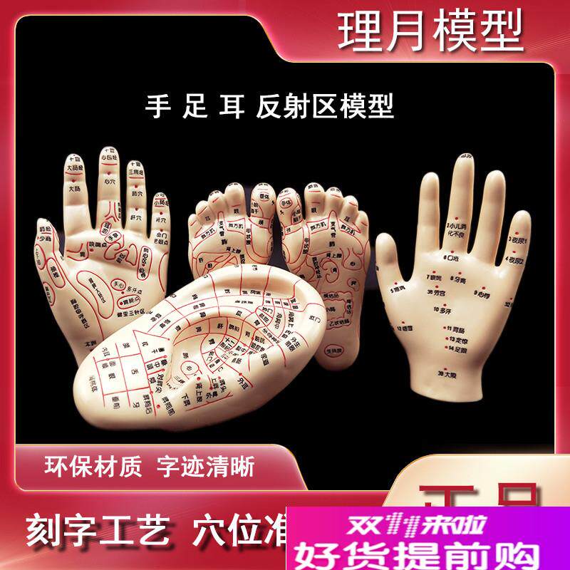 脚穴位模型足h部底耳模耳朵手经络手部推拿针灸足底脚模反射眼睛