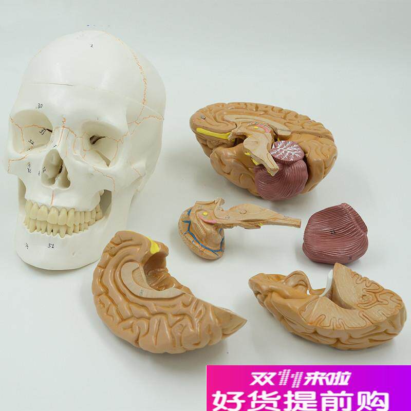 康泰颅骨带脑模型骨缝线神经外科教学标.本颅脑解剖