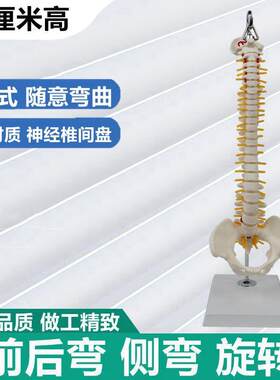 可弯曲脊柱模型侧弯前后弯左右旋转正骨健身M康复练习瑜伽培训小