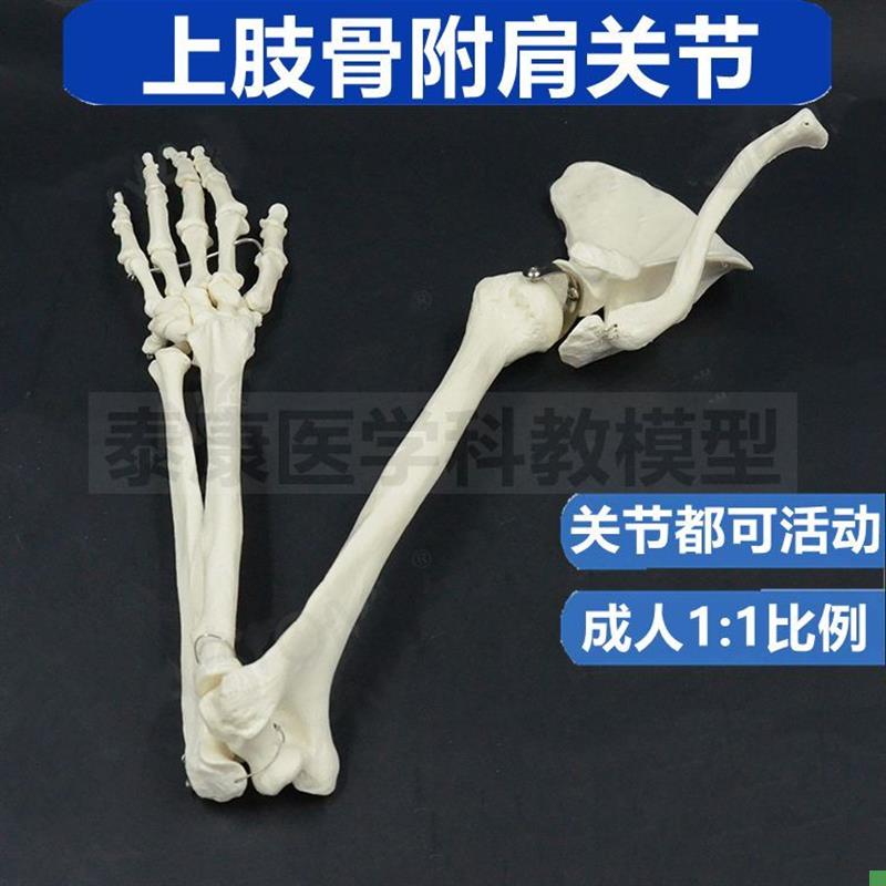 上肢肩关节模型1比1可弯曲活动四D肢手臂下肢髋关节踝关节足骨脚
