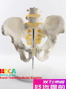 仿真腰椎骨盆带两节腰椎模型脊柱脊椎F医用盆骨医学教学MGP004