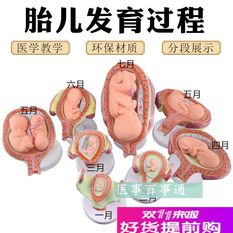 计划生育展示妊娠胚胎r发育模型胎儿形成发育过程模型生殖健康