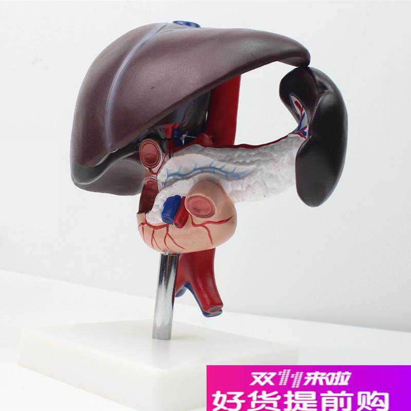 颐诺正品肝胰十二指肠结构模型肝脾血M管和胰腺人体消化系统