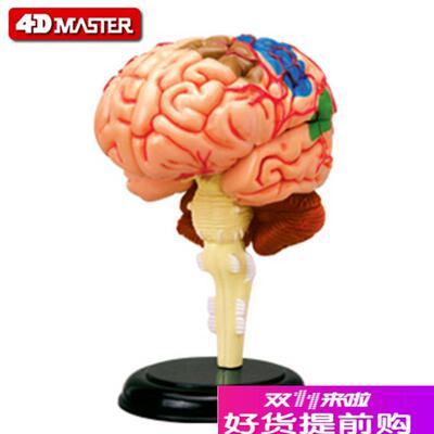 正品4DMaster4D拼装人体解剖模型教K学模型大脑模型脑结构模型