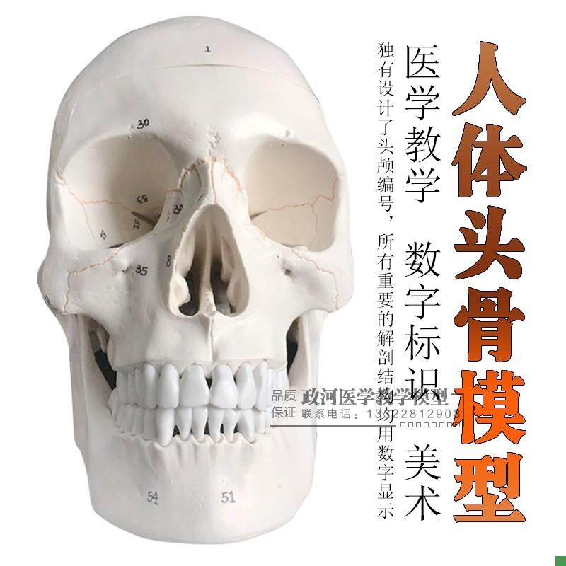 一比一医学仿真骷m髅人头骨模型头颅骨解剖标本数字编码标识