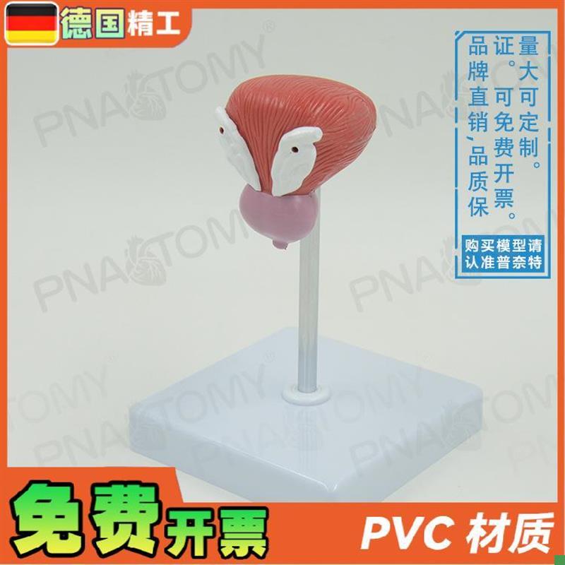 德国男性膀胱前列腺尿道解剖模A型教学泌尿生殖科男科计生展示