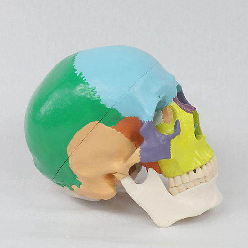 瑞泰模型颅骨色彩分拆1比1自然大牙科医用教学美S术收藏面部微整