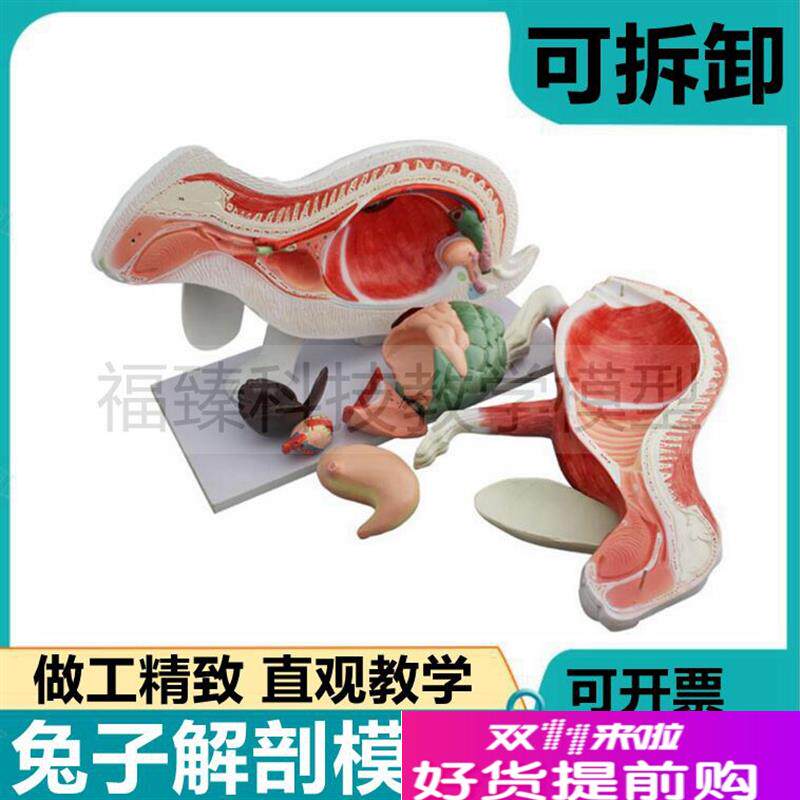 兔模型兔子内脏兔子骨骼t标本仿真头骨可活动兔解剖皮肤器官可拆