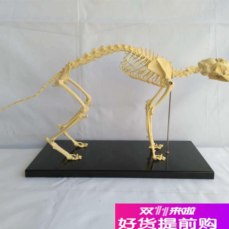 猫骨架动物骨骼动物骨t架动物犬科模型宠物兽医教学教具