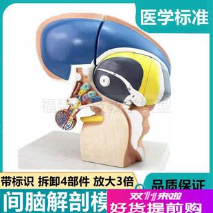 基底核模型基底神经节神经核团背侧丘F脑间脑大脑解剖血管脑室结