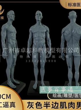 人体骨骼模d型解剖人体医学肌肉骨胳结构医学教学参考高30cm灰色