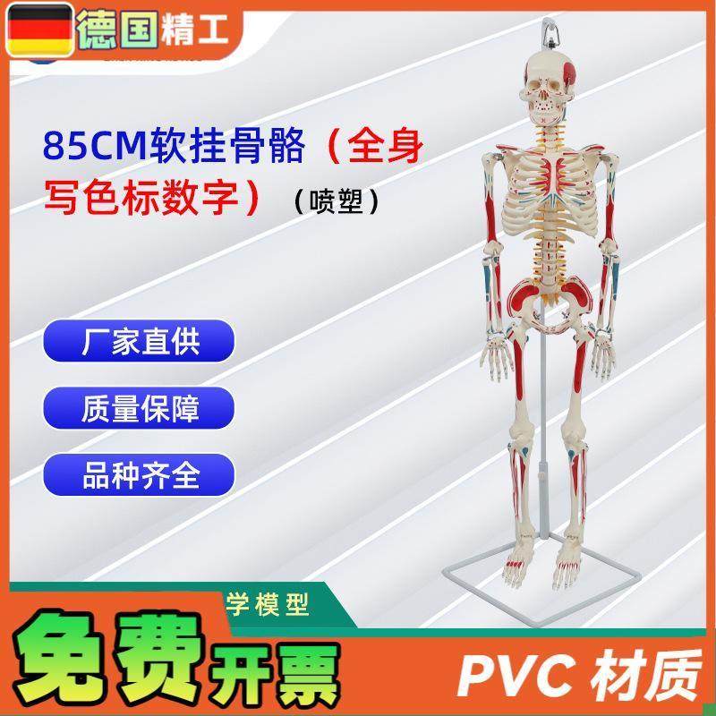 85CM软挂骨骼全身写色标数字(喷塑)医学教学用W具仿真人体骨骼