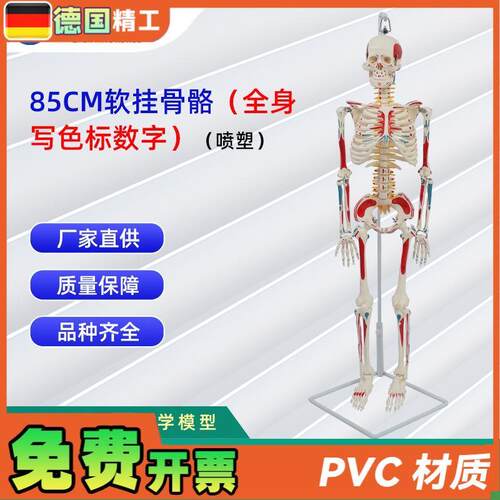 85CM软挂骨骼全身写色标数字(喷塑)医学教学用W具仿真人体骨骼