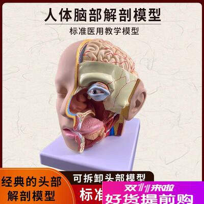 人体头部解剖模型脑颅结构组织口腔鼻咽喉脑动脉血V管医学教学玩