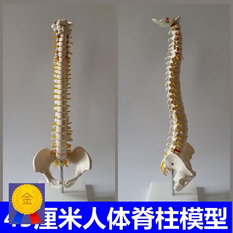 人体脊柱模型45厘米中型脊椎骨生理弯曲脊神经正骨推拿师教具医学