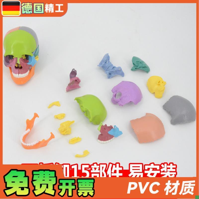 德国】口腔e教学头骨模型可拆卸彩色头颅骨解剖教具仿真医学模具