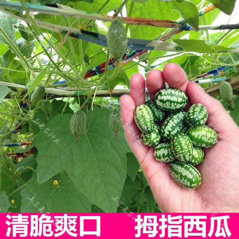 春季种孑水果盆栽1111