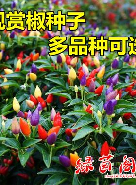 五彩观赏椒种籽食用四季