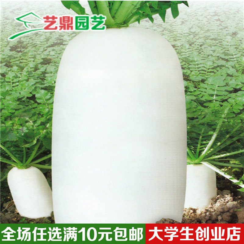 新品蔬菜种子 萝卜特大九斤王白萝卜籽 秋季夏季庭院地栽大田种植