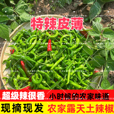 江西农家辣椒新鲜土辣椒青椒特辣爆辣现摘现发辣味十足