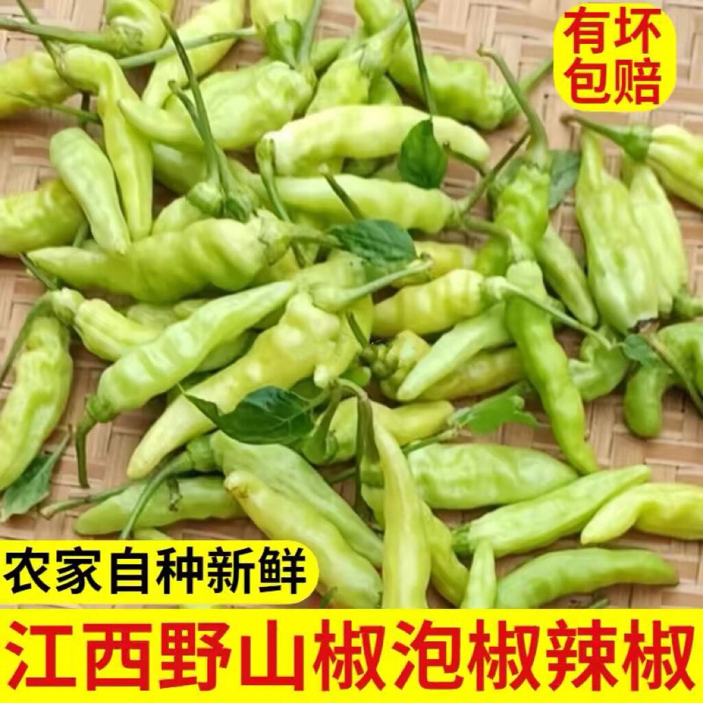 江西朝天椒新鲜小米辣特辣小米椒赣州野山椒赣南小皱皮秋指天椒王