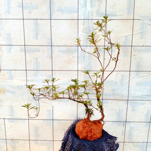 映山红老桩盆景野树苗木一物一拍下四季栽生矮霸造型微小杜鹃花卉