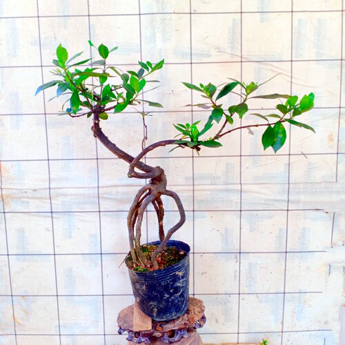 室内盆栽栀子花老桩树苗客厅四季