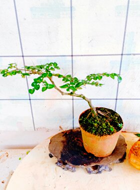 小叶虎刺盆景树苗老桩