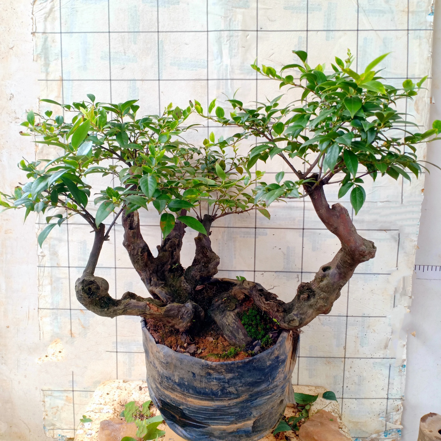 乌米饭树苗老桩室内造型观赏绿植