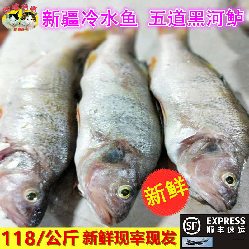 新疆阿勒泰福海冷水鱼五道黑又名河鲈鱼 生鲜稀有鱼美食 地方特色