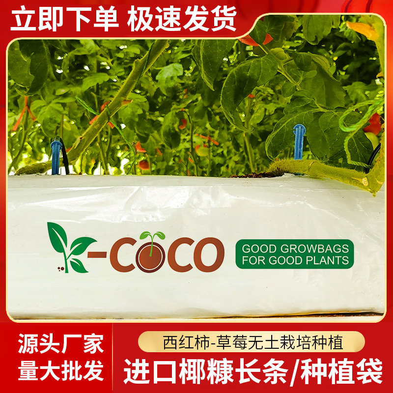 营养土长条草莓种植无土栽培图片