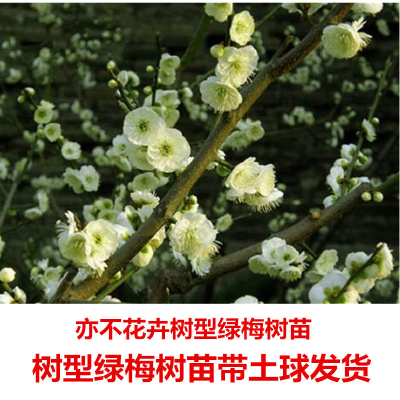 绿梅树苗梅花树苗绿梅树桩梅花盆景原生绿梅树苗梅花树苗庭院绿梅