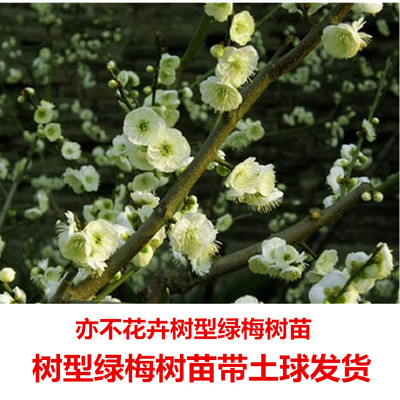 绿梅树苗庭院绿梅原生苗
