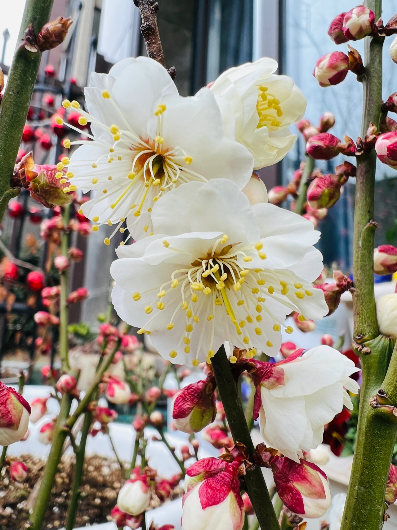 亦不花卉玉蝶白梅树苗庭院白梅带香味地景白梅盆栽苗