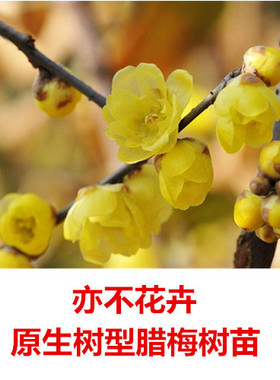 原生腊梅树苗庭院绿化绿植冬季开花浓香型原生腊梅花树苗