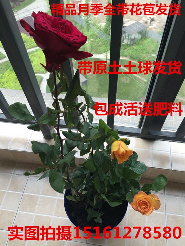 µ±Ä꿪»¨Ëļ¾Ô¼¾»¨Ãç´ó»¨ÏãˮԼ¾ÅèÔÔ»¨»ÜËùÓÐÔ¼¾´ø»¨°ú³öÊÛ