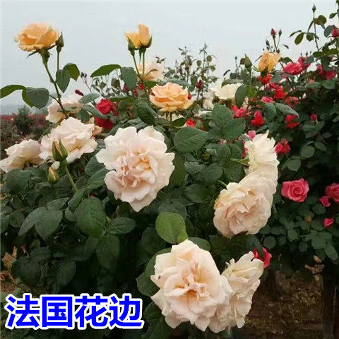 树桩月季庭院蔷薇花卉植物树状月季花苗绿植盆栽盆景多色当年开花