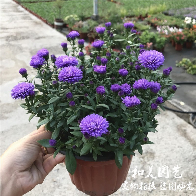 野甘菊 紫菀盆栽 重瓣荷兰菊小卡罗 翠菊蓝宝石  耐寒宿根花卉